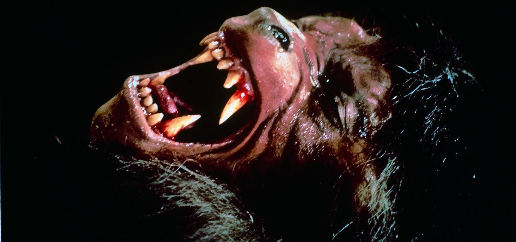 Dog-Friendly: An American Werewolf in London