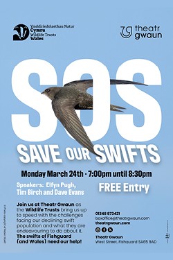 SOS - Save Our Swifts