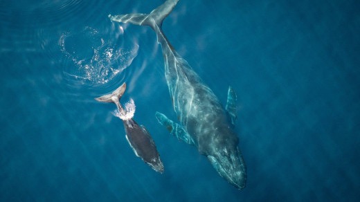 One Ocean Film Tour